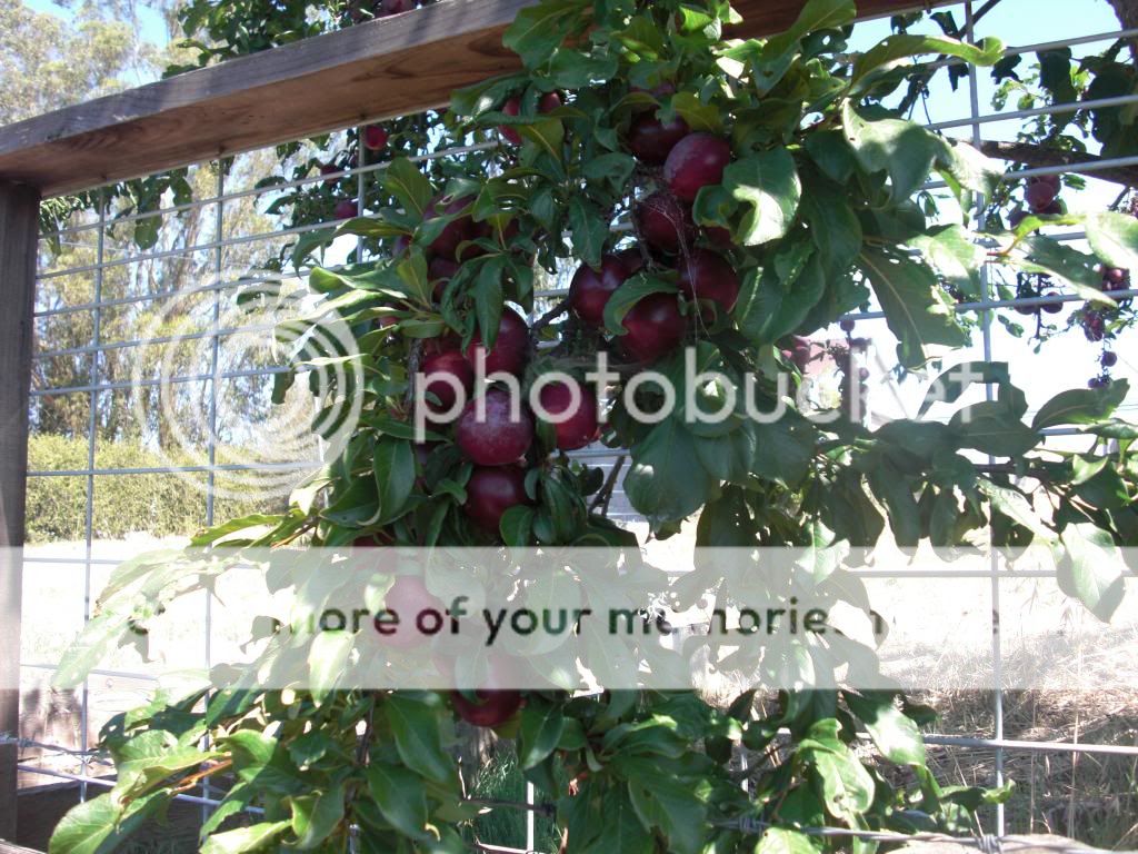 santa rosa plum photo orchardpics104.jpg